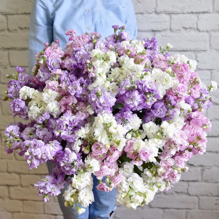 Облако маттиол в Нальчике