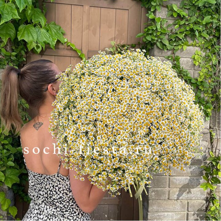 101 ромашка в Нальчике