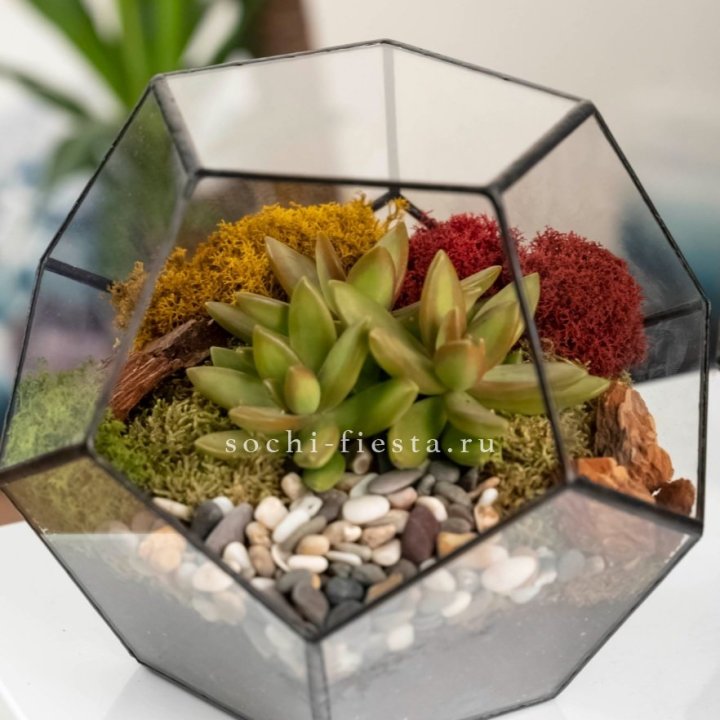 Флорариум “Додекаэдр” с суккулентом Седум в Нальчике