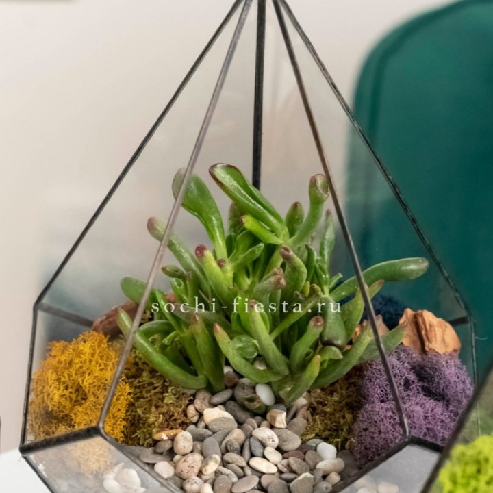 Флорариум “Капля” с суккулентом Крассула Хоббит в Нальчике