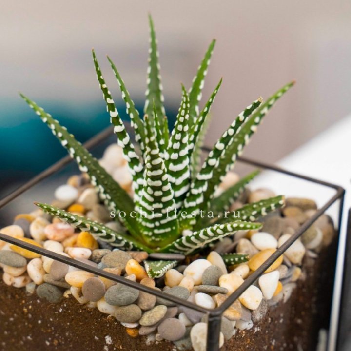 Флорариум Кубик с суккулентом Хавортия в Нальчике