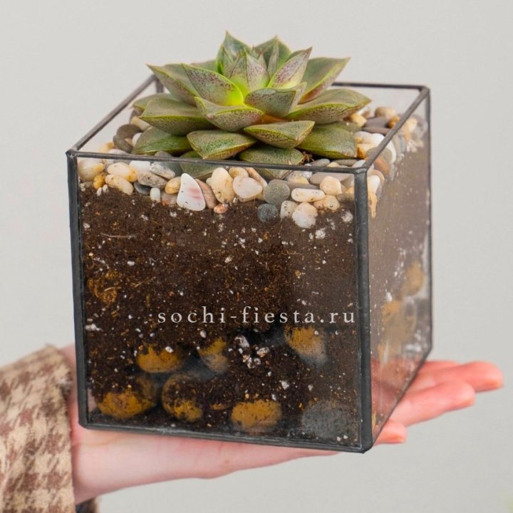 Флорариум Кубик с суккулентом Каменная роза в Нальчике