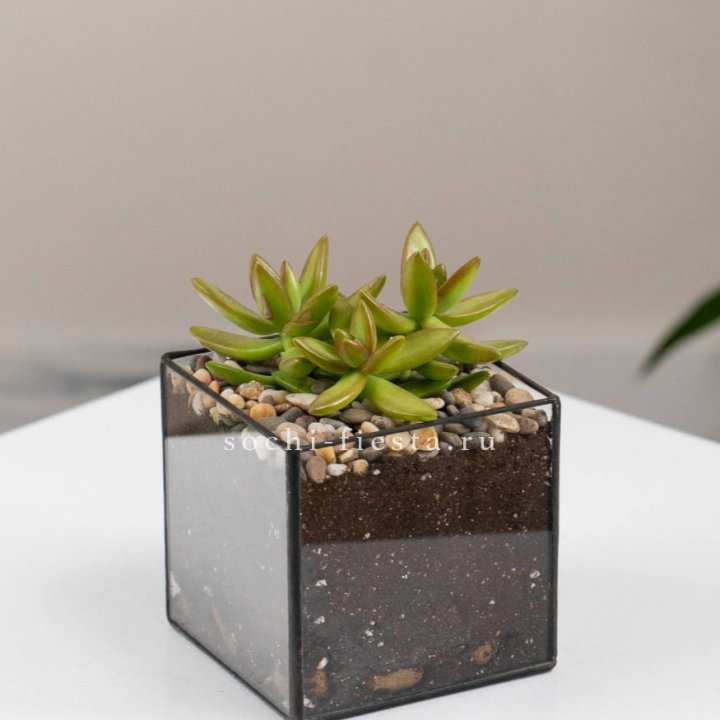 Флорариум Кубик с суккулентом Седум в Нальчике