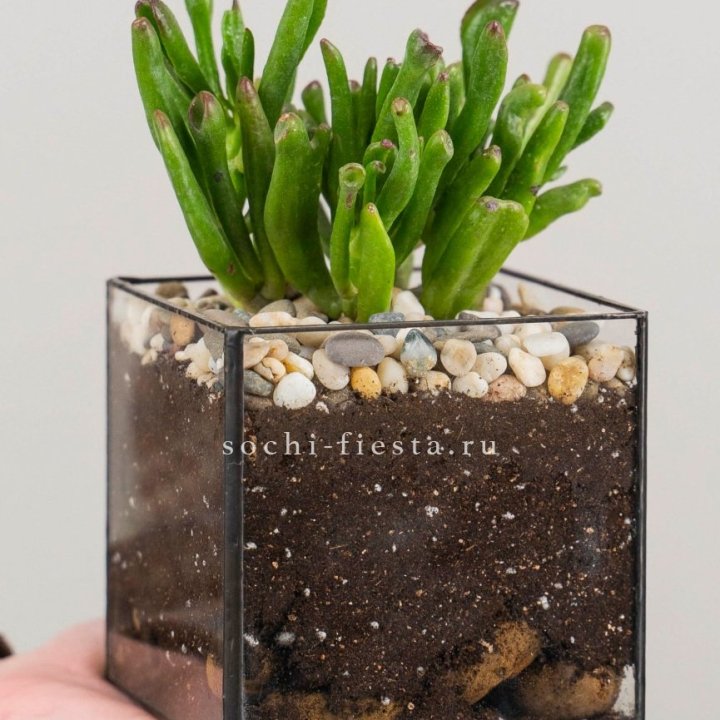 Флорариум Кубик с суккулентом Хоббит в Нальчике