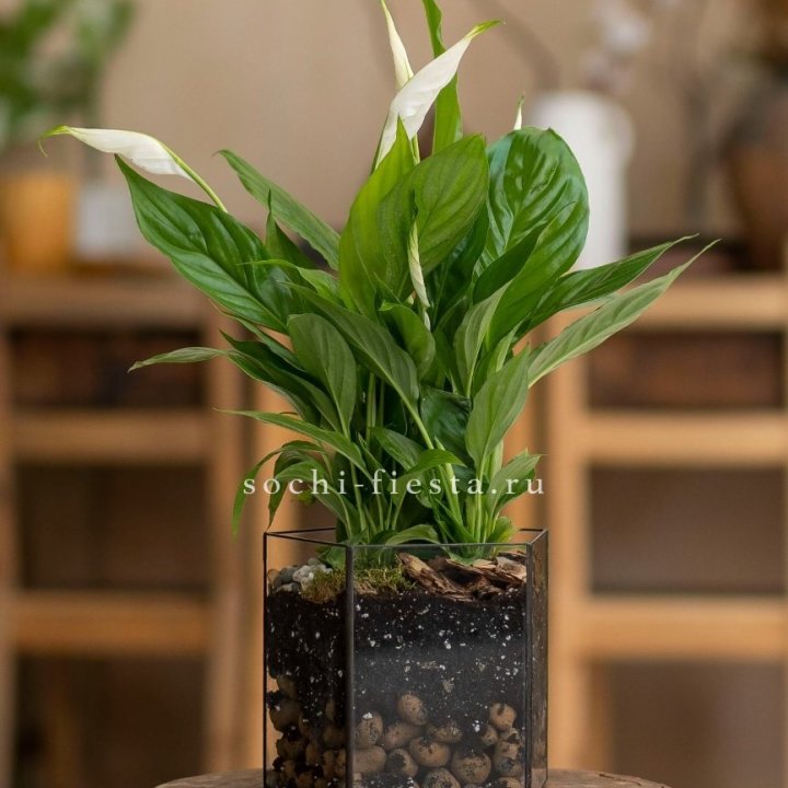 Спатифиллум в кашпо Пятиугольник в Нальчике
