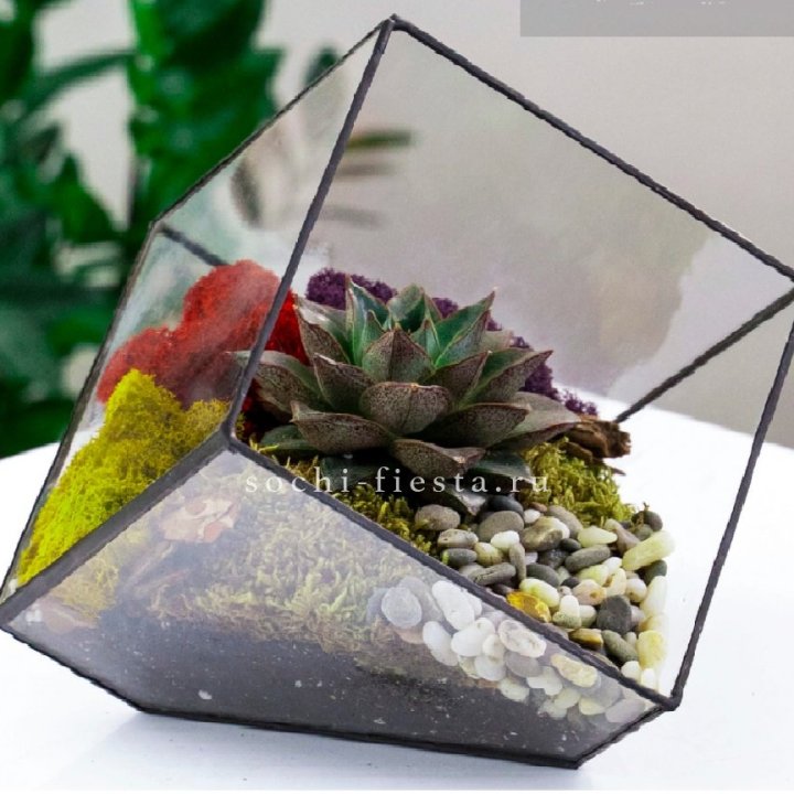Флорариум Куб усеченный с суккулентом Каменная роза в Нальчике