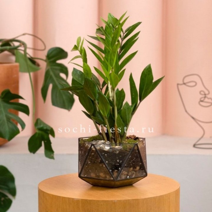 Замиокулькас в кашпо Икосаедр в Нальчике