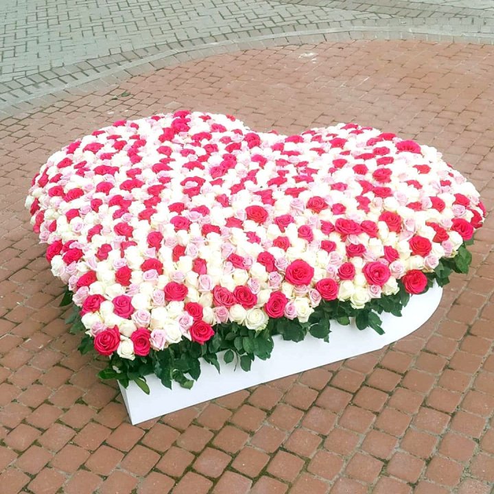 555 роза  в Нальчике