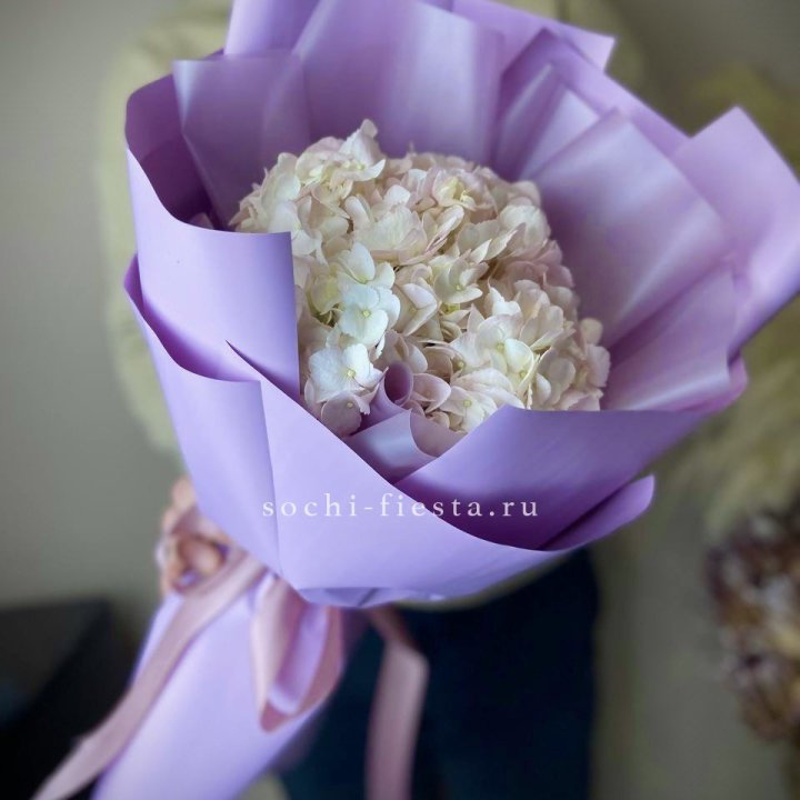 Гортензия розовая в Нальчике