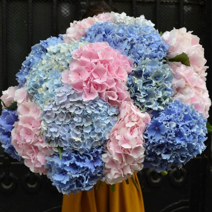 Букет гортензий "Фонтан" в Нальчике