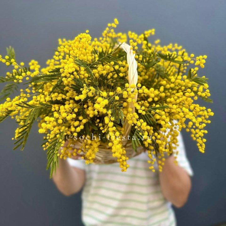 Весенняя корзина мимозы в Нальчике