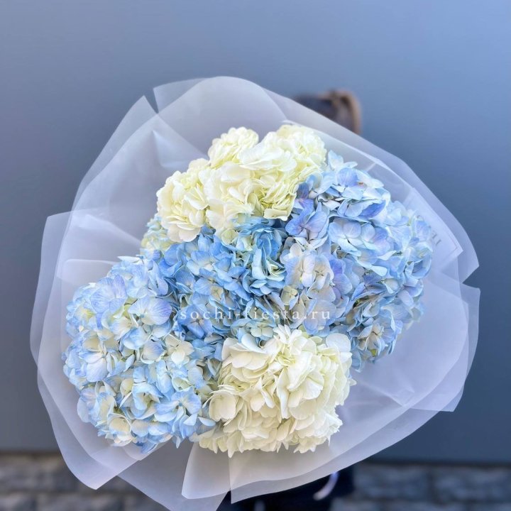 5 бело-голубых гортензий в Нальчике
