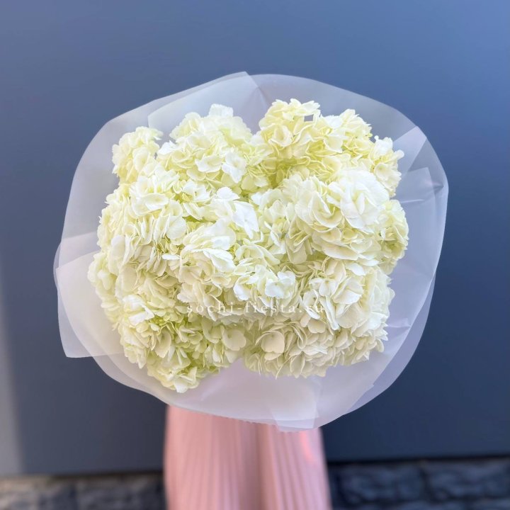 7 белых гортензий в Нальчике