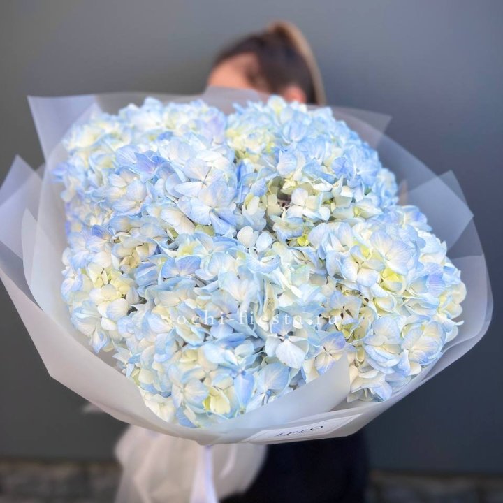 5 голубых гортензий в Нальчике