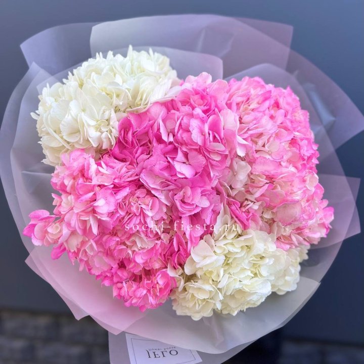 5 бело-розовых гортензий в Нальчике