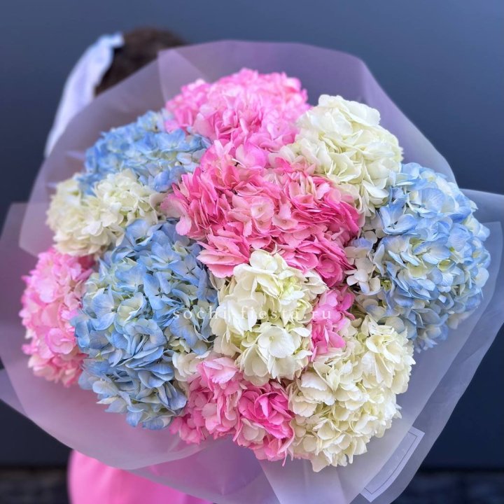 11 гортензий микс в Нальчике