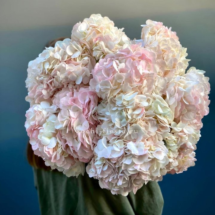 Охапка розовой гортензии в Нальчике