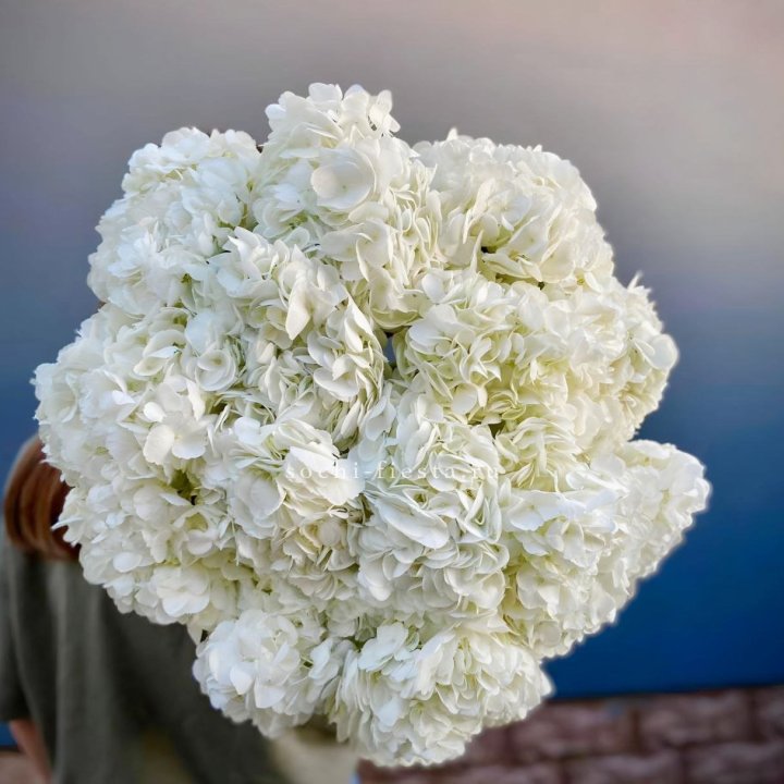 Охапка белой гортензии в Нальчике