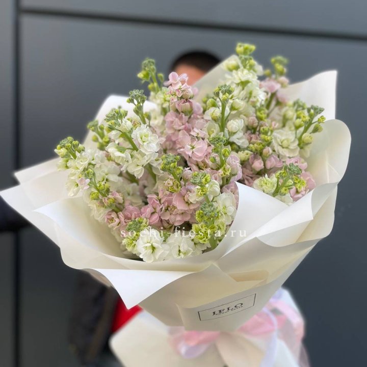 29 маттиол  в Нальчике