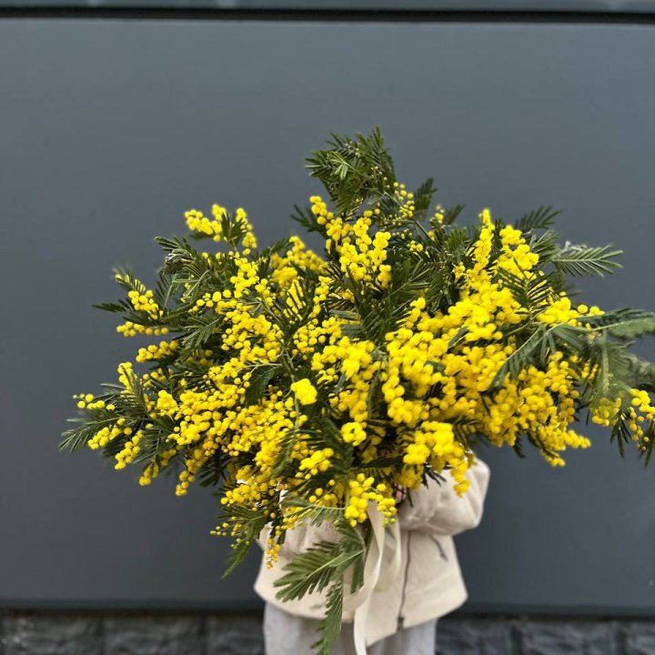 Охопка мимозы в Нальчике