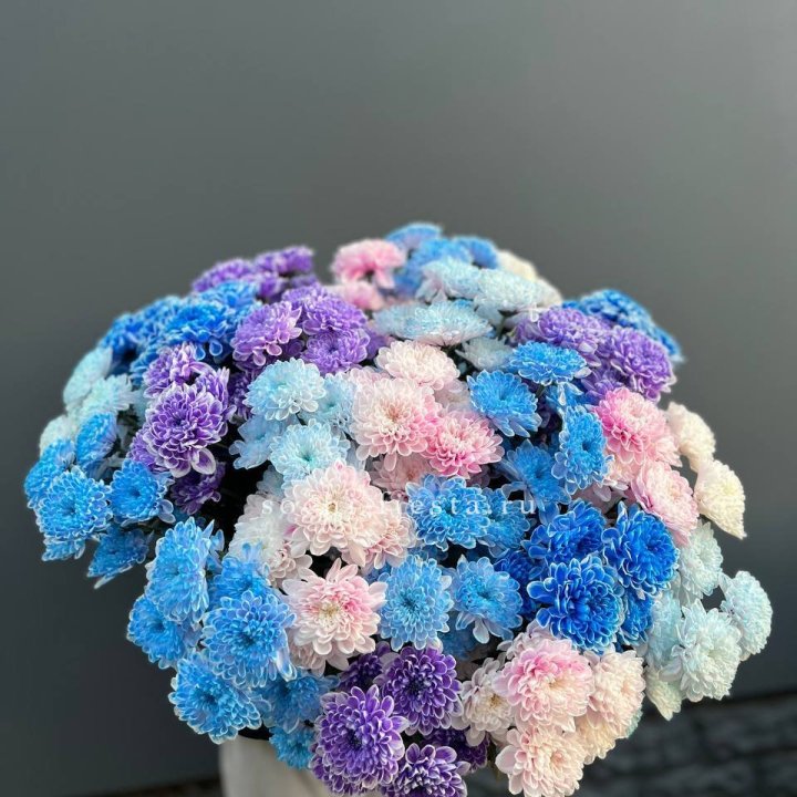 25 цветных хризантем в Нальчике