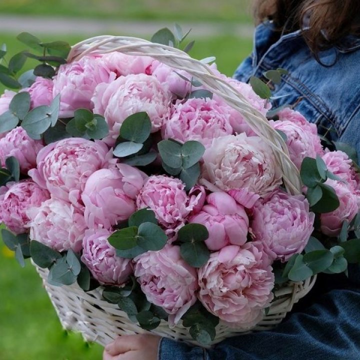 51 пион в корзине в Нальчике