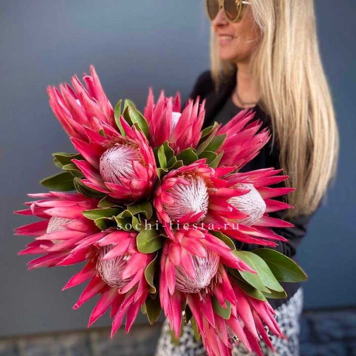 Протея штучно в Нальчике