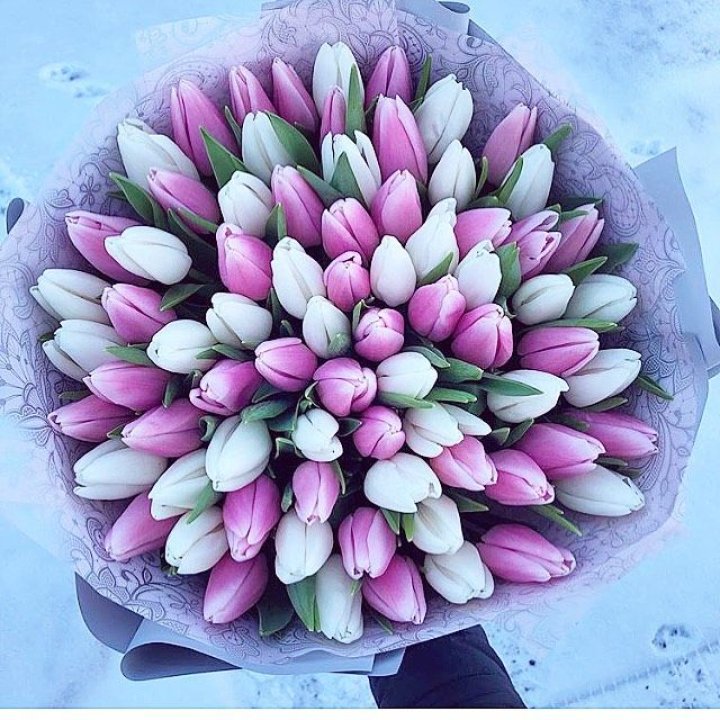 101 тюльпан "Лолипоп" в Нальчике